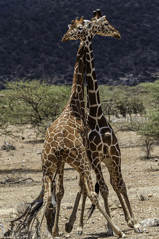 网状长颈鹿(Giraffa camelopardalis reticulata)，也被称为索马里长颈鹿。肯尼亚桑布鲁国家保护区。战斗。